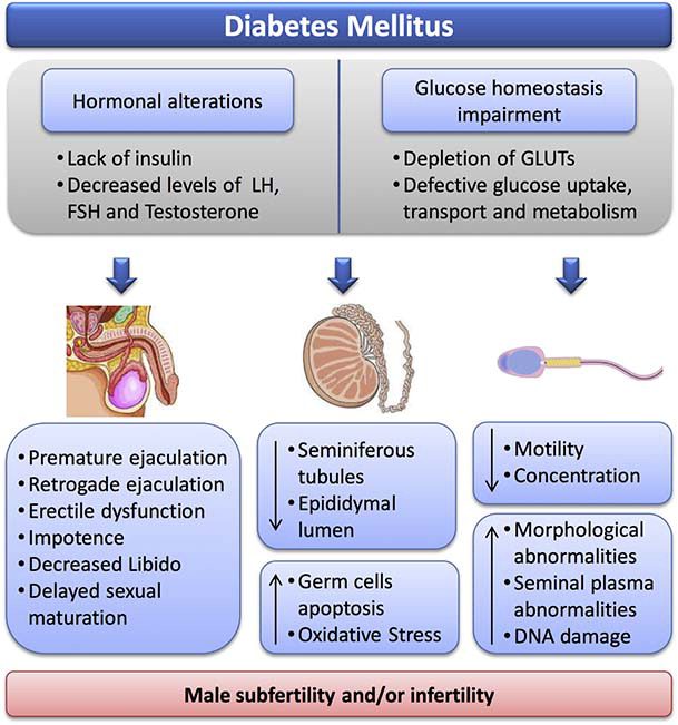 5 Impak kencing manis (diabetes mellitus) yang tidak terkawal ke atas fertiliti lelaki